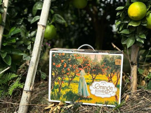 橙园几里赣南脐橙礼盒 商品图4