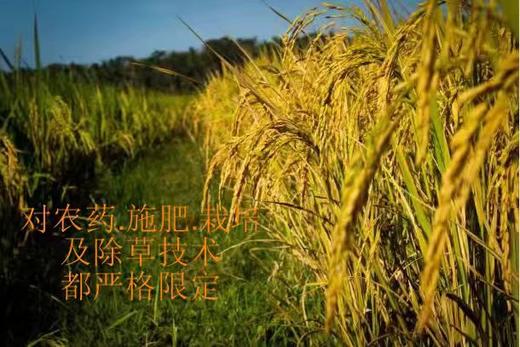 云南曲靖会泽馨润泽小香米，4.5kg/袋 商品图2