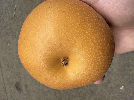 晚熟秋月，果肉细嫩，甘甜化渣，脆爽多汁，润肺清火化痰 商品图7