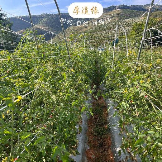 有机露天草莓西红柿||3斤（云南楚雄  厚道缘有机农场) 商品图3