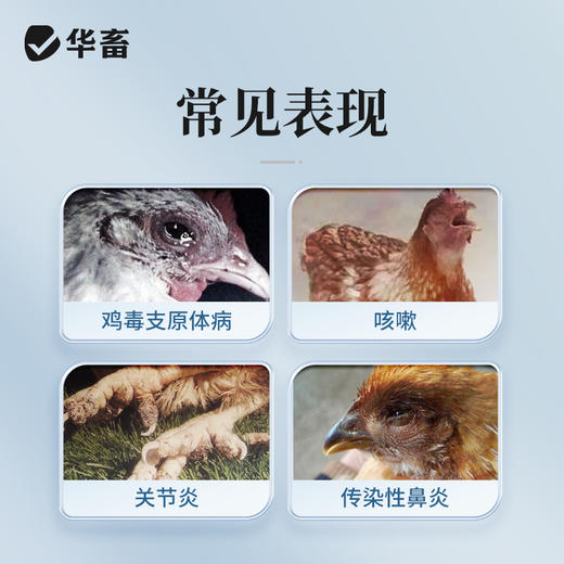 【积分兑换】华畜 10%酒石酸泰乐菌素可溶性粉 传染性鼻炎 支原体感染 禽畜通用药 商品图1
