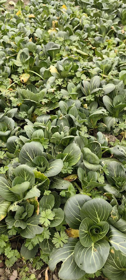 [推荐] 蔬菜合拼、无农药化肥，酵素种植 // 知闲农场 商品图4