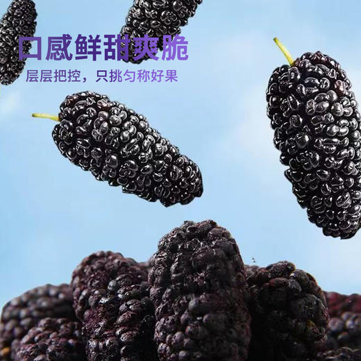 鲜记冻干桑葚80g 商品图2