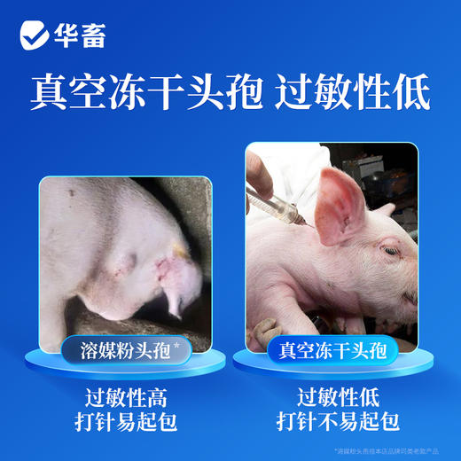 华畜兽药0.5g头孢兽用注射用液猪牛羊针剂 商品图4