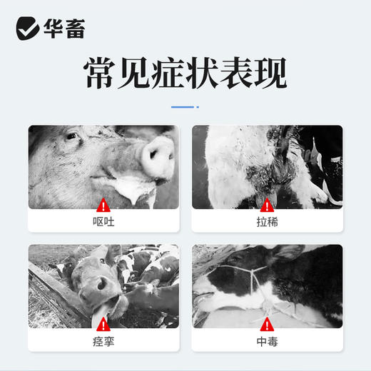 华畜硫酸阿托品注射液牛羊猪解磷中毒犬猫有机磷急救解毒呕吐痉挛 商品图1