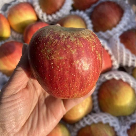 大凉山福布瑞斯苹果【净重约5斤】～我很丑，但是我有甜蜜的温柔~因为生态种植，所以表皮斑斑点点，但我是个有真正苹果味儿的苹果，洗完马上一股清甜的苹果香扑鼻而来，果皮薄，口感脆爽，香甜多汁。 商品图4