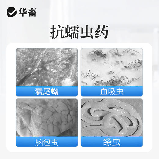 华畜 0.2g高含量吡喹酮片50片/瓶 肝脑清 驱虫促长 防治脑包虫 动物血吸虫病 用于治多种虫类 商品图2