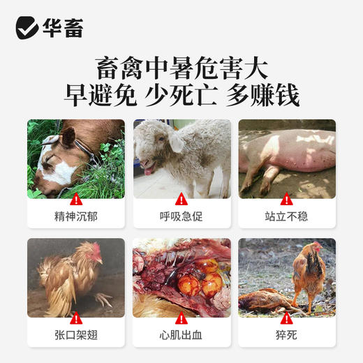 华畜 寒暑应激康1斤 高温应激 解暑降温 孕畜可用 商品图1