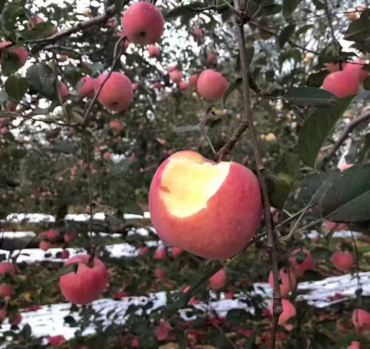 【自营】吉县高山苹果礼盒 昼夜温差酿好味 酸甜适口老少皆宜 商品图2