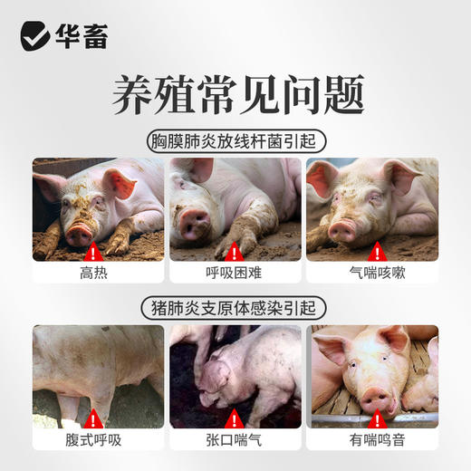 华畜  20%水溶替米考星预混剂100g   链球菌  支原体感染 商品图1