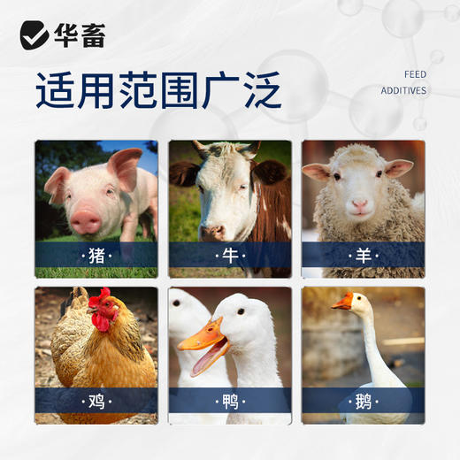 华畜黄芪多糖500g 抗病利尿、排毒消肿、补气益血，高含量 高浓度 大包装 商品图3