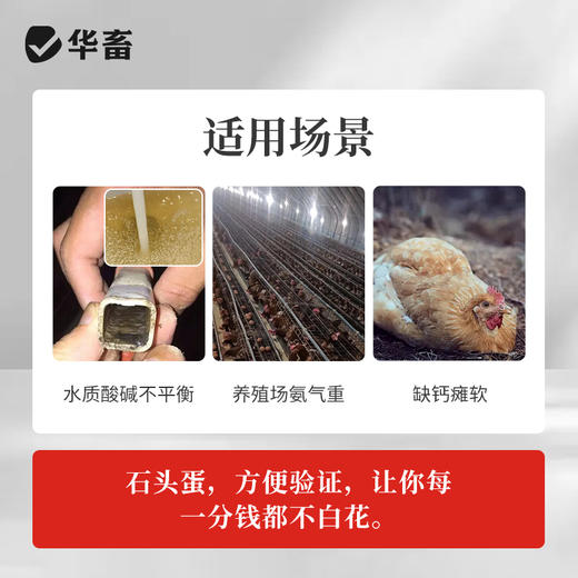 华畜 石头蛋 蛋多蛋大硬度高品质好 商品图2