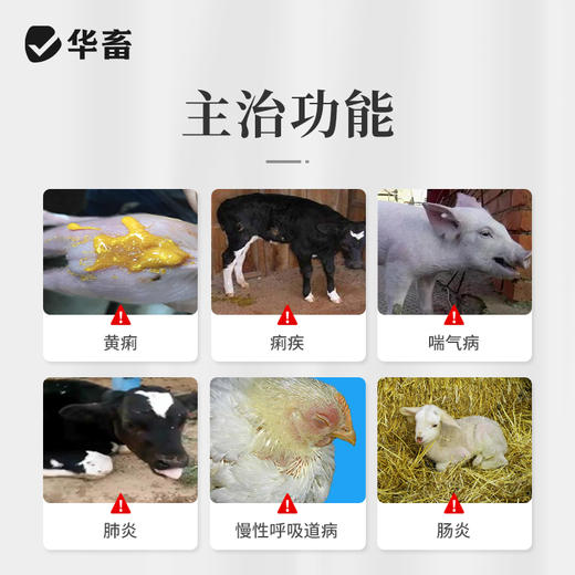 【积分兑换】华畜土霉素片1000片  国标兽药 肠炎腹泻抗菌消炎 商品图1