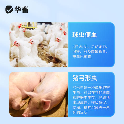 华畜兽用磺胺间甲氧嘧啶钠片鸡鸭猫狗球虫弓形虫抗菌球虫病白冠病 商品图3