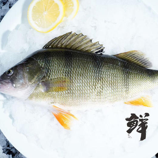 马上有鲜-额河水产 新疆有机海鲜大礼包 五道黑+雪龙鱼+东方欧鳊+鱼丸 商品图6