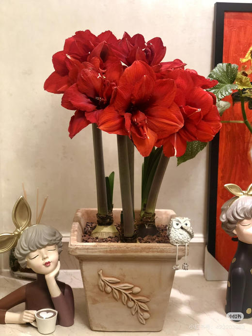 【绿植现货】重瓣朱顶红双王、双龙60（现货，下单即可到店自提） 商品图2