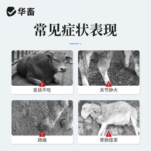 安痛定注射液5支 解热镇痛 治疗肌肉痛关节痛和神经痛 马牛羊猪用 商品图1