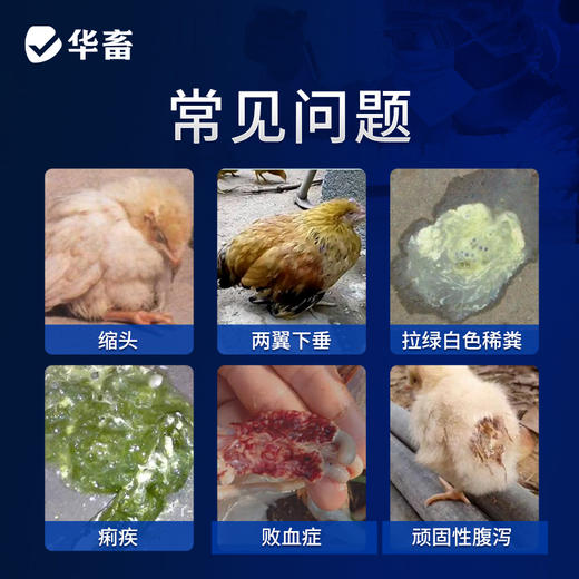 【积分兑换】华畜10%恩诺沙星可溶性粉 黄白痢 支原体感染 进口溶剂 吸收更好猪牛禽水产通用 商品图1