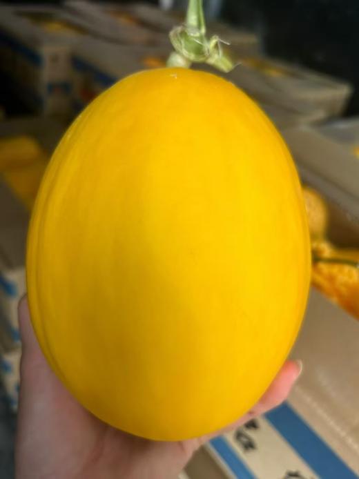 百里家的蜜瓜 全是一藤一瓜 自然成熟 又香又甜 天南地北的好蜜瓜|百里食 商品图12