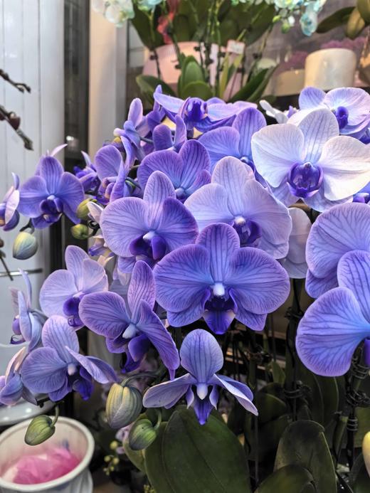 马卡龙小蝴蝶兰紫色10支GH 商品图1