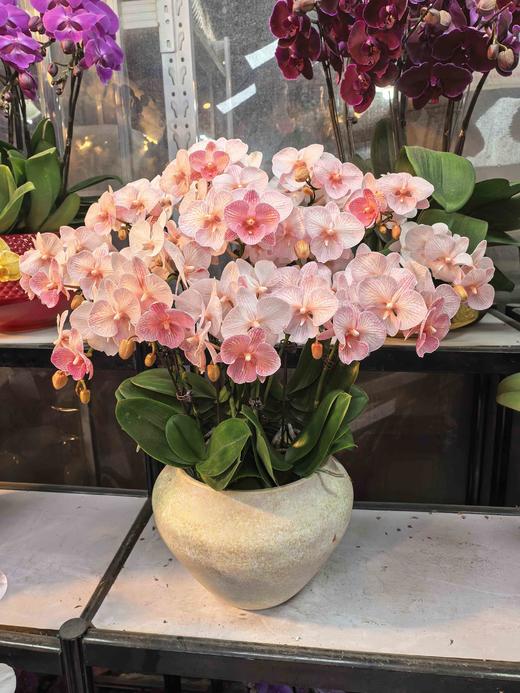 马卡龙小蝴蝶兰橘色10支GH 商品图2