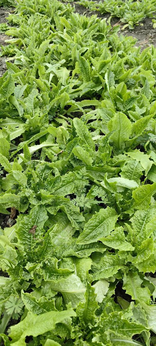 [推荐] 蔬菜合拼、无农药化肥，酵素种植 // 知闲农场 商品图5