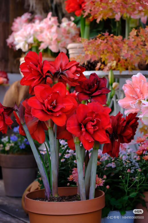 【绿植现货】重瓣朱顶红双王、双龙60（现货，下单即可到店自提） 商品图0