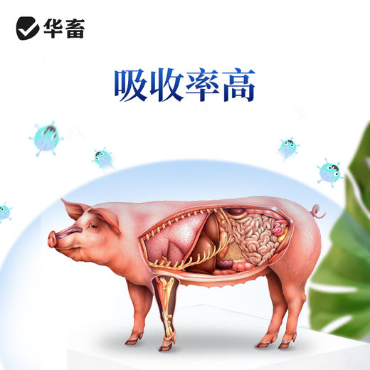 华畜45%延胡索酸泰妙菌素可溶性粉 咳嗽气喘 呼吸困难 纯化合成工艺 进口溶剂 吸收更好 商品图2