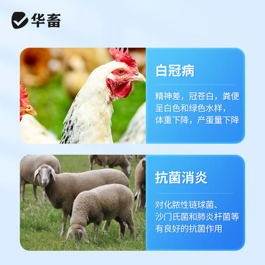 华畜兽用磺胺间甲氧嘧啶钠片鸡鸭猫狗球虫弓形虫抗菌球虫病白冠病 商品图2