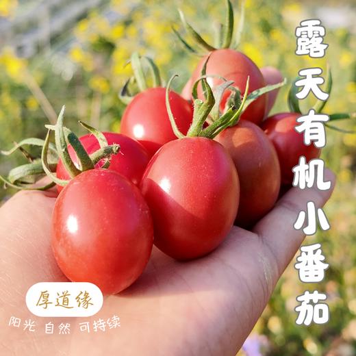有机露天小番茄||750g/1500g(云南楚雄  厚道缘农场) 商品图0
