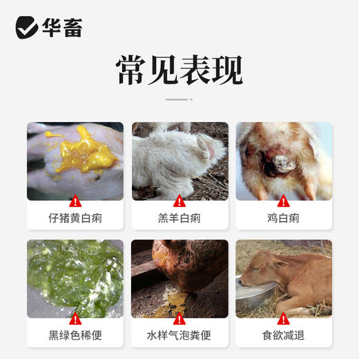 华畜杨树花口服液500ml 肠炎痢疾 顽固腹泻 禽畜通用拉稀痢疾药 商品图1