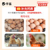 华畜 石头蛋 蛋多蛋大硬度高品质好 商品缩略图9