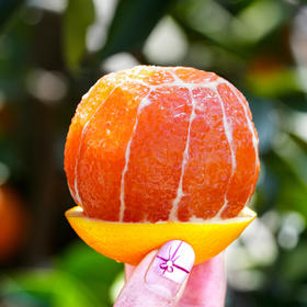 【橙中贵族】秭归中华红橙 5斤装 汁多肉嫩 酸甜可口 源自中国脐橙之乡 顺丰直发