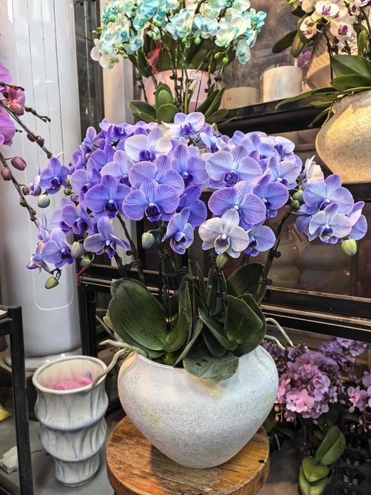 马卡龙小蝴蝶兰紫色10支GH 商品图0