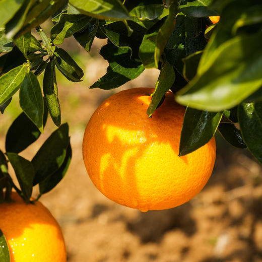 【橙中贵族】秭归中华红橙 5斤装 汁多肉嫩 酸甜可口 源自中国脐橙之乡 顺丰直发 商品图3