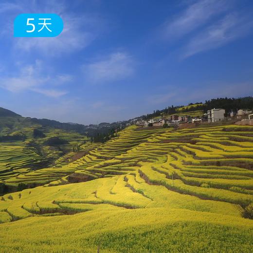 第一届 云南罗平花季户外节 春季爆款 | 昆明集散 5天4晚轻户外慢旅行  | 罗平油菜花 × 抚仙湖骑行 × 弥勒温泉 商品图1