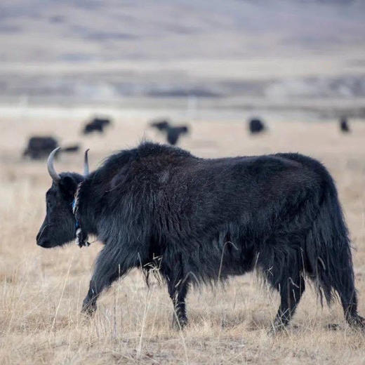 雪域牦牛肉｜藏地生鲜 商品图0