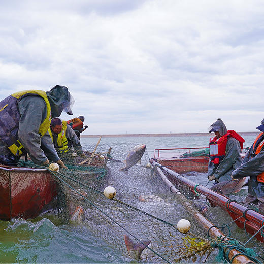 马上有鲜-额河水产 新疆有机海鲜大礼包 五道黑+雪龙鱼+东方欧鳊+鱼丸 商品图7