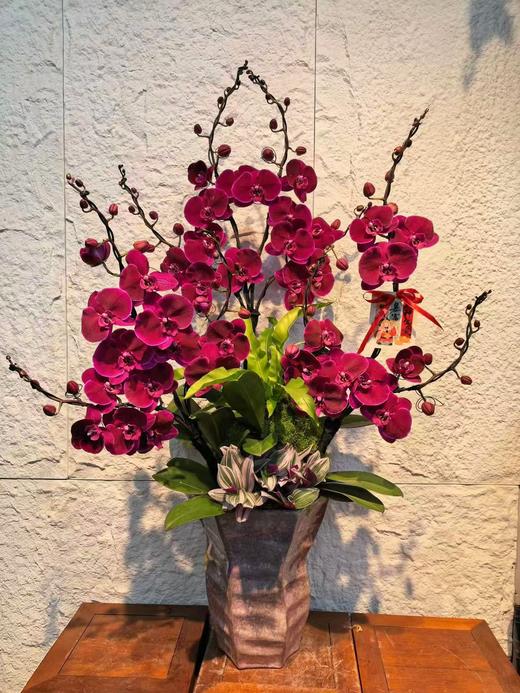 高端花卉定制高贵蝴蝶兰盆栽霓虹灯10支 商品图0