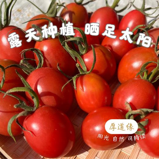 有机露天小番茄||750g/1500g(云南楚雄  厚道缘农场) 商品图1