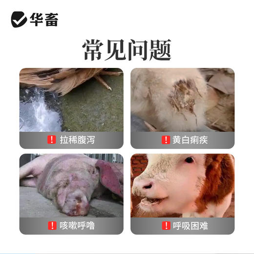 【社群专享】华畜兽药氟苯尼考注射液兽用牛羊呼吸道感染肺肠炎咳嗽气喘消炎 商品图1