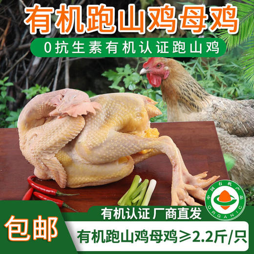【厂商直发】有机跑山鸡母鸡2.2斤山林生态散养0抗生素包邮 商品图0
