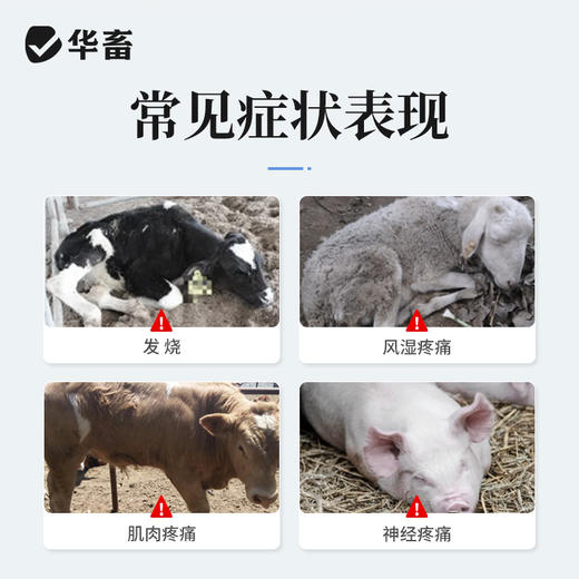 华畜兽药 复方氨基比林注射液 抗风湿解热镇痛 猪牛羊马用 商品图1