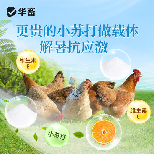 华畜冰爽VC 加醋冒泡才是真解暑 禽畜孕畜通用 商品图2