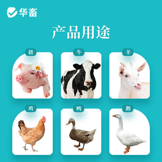 华畜灭菌注射用水500ML 灭菌粉末溶剂 商品图2