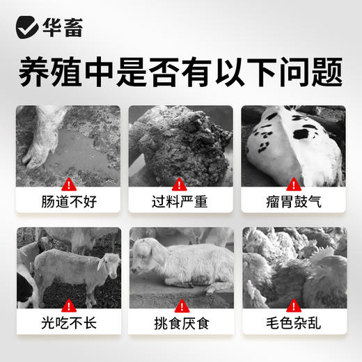 华畜健胃桔子粉维生素开胃健胃促食猪牛羊禽用催肥调理肠胃促生长 商品图1