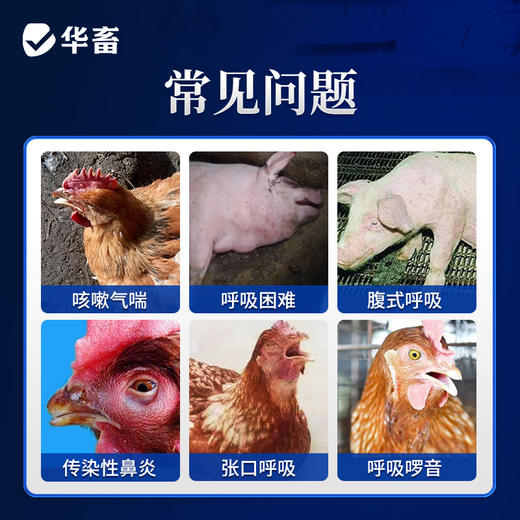 华畜45%延胡索酸泰妙菌素可溶性粉 咳嗽气喘 呼吸困难 纯化合成工艺 进口溶剂 吸收更好 商品图1