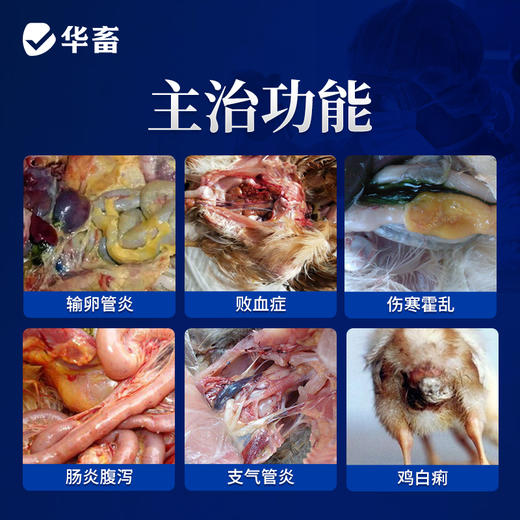 华畜复方阿莫西林  抗菌消炎不吸潮不结块 鸡鸭鹅猪用 药效强、耐药性强 商品图1