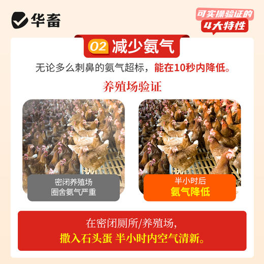 华畜 石头蛋 蛋多蛋大硬度高品质好 商品图8