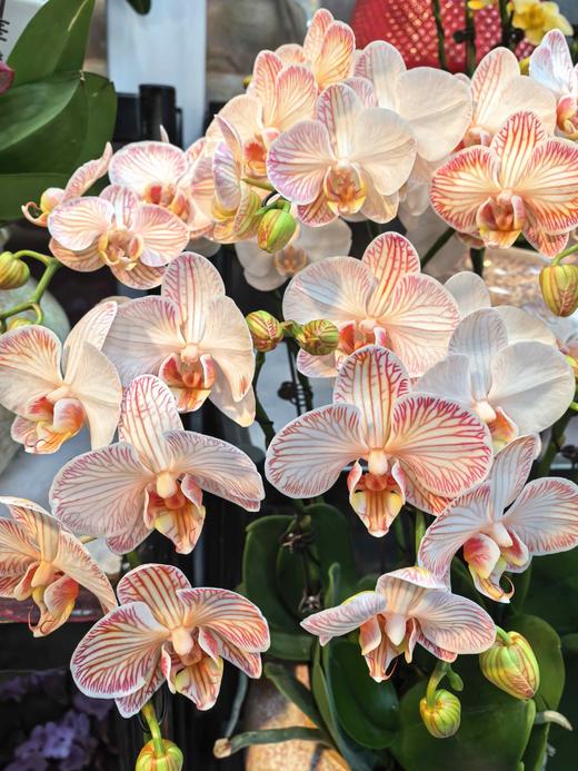 马卡龙小蝴蝶兰橘色10支GH 商品图1